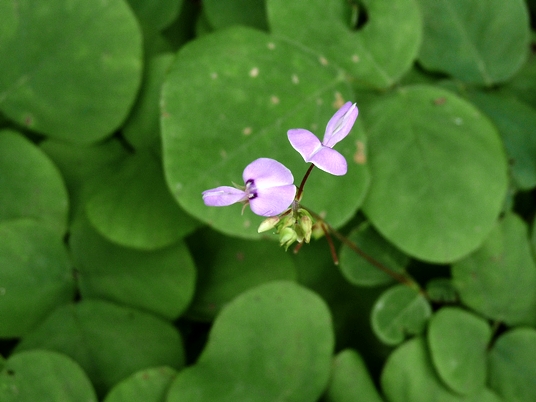 {Desmodium rotundifolium}
